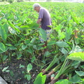 2013,08,05 16:55 芋頭農採收芋頭^^