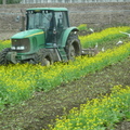 2012,01,29 11:11 FX50 鐵道旁稻田第二次翻土，油菜花田翻土囉，白鷺鷥大飽一餐。