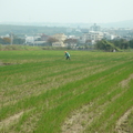 2011,11,30 11:38 FX50 還有這片稻田稻草要弄散。 