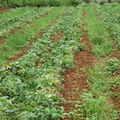2013,05,11 12:52 紫芋地瓜成長約一百天，前天把地瓜葉弄去另一邊，準備除草。