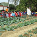 馬丁幼兒園中班100多位小朋友來菜園當小農夫體驗種菜^^