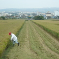 2012,11,11 13:52 FX50 101年第二期旺農好米成長第一百一十四天，收割第二天，農夫爸爸習慣巡一下有沒有沒收割到的。