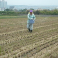 2012,11,21 10:25 FX50 102年-種油菜花也是要撒肥。