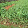 2013,07,26 17:02 紫芋地瓜成長約一百七十六天，試挖。