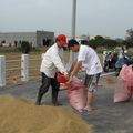 2013,11,12 14:08 102年旺農好米第二期曬稻穀第四天，弟弟剛好放假，幫忙收稻穀。