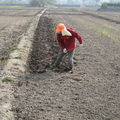 2014,01,11 09:52 Canon G10 103年稻作，挖田角，田梗旁也要挖一下。