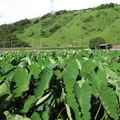 2013,05,30 16:25 7號芋頭品種成長第一百六十一天，清水坡。