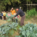 2012,12,25 10:09 G10 菜菜成熟囉。