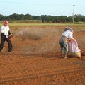 2012,11,06 16:43 蕃薯農夫婦在撒雞糞。