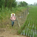 2012,08,05 11:46 FX50 101年第二期旺農好米成長第十六天，下田撒肥，好喘唷，從那邊撒到這邊，長三百公尺長。