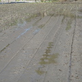 2012,12,20 11:02 已灌溉、翻土好了，芋頭農也已經畫好格子痕跡。