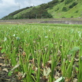 2013,07,09 15:50 7號芋頭品種成長第兩百零一天，芋頭也要防颱風，所以要把葉子割掉。