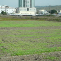 2011,12,29 11:03 FX50 油菜花成長第二十八天。