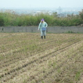 2012,11,21 10:23 FX50 102年-種油菜花也是要撒肥。