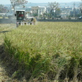 2012,11,10 12:21 FX50 101年第二期旺農好米成長第一百一十三天，收割囉。