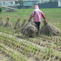 2011,11,29 11:45 FX50 綁稻草，用途可以拿來種菜防熱用。 