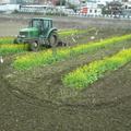 2012,01,29 11:13 FX50 鐵道旁稻田第二次翻土，油菜花田翻土囉。