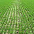 2014,04,16 10:50 103年海線斑馬農族旺農好米11號米第一期成長第四十七天，稻田晾乾。