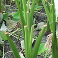 2013,07,09 15:49 7號芋頭品種成長第兩百零一天，芋頭也要防颱風，所以要把葉子割掉。