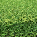 103年稻作第一期成長第一百零一天