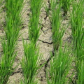 2014,04,16 10:50 103年海線斑馬農族旺農好米11號米第一期成長第四十七天，稻田晾乾。