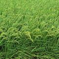 103年稻作第一期成長第一百零一天