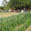 2012,12,25 10:07 G10 菜菜成熟囉，小農夫來彩收。