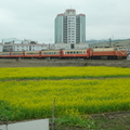 2012,01,29 09:19 FX50 油菜花田，火車來囉。