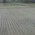 2014,03,20 12:08 103年海線斑馬農族旺農好米16號米第一期成長第二十天。