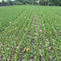 2013,07,09 15:49 7號芋頭品種成長第兩百零一天，芋頭也要防颱風，所以要把葉子割掉。