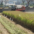 2013,11,07 10:08 102年旺農好米第二期成長第一百一十一天，白鷺鷥厲害，站在稻子上那麼穩。