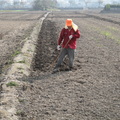 2014,01,11 09:52 Canon G10 103年稻作，挖田角，田梗旁也要挖一下。