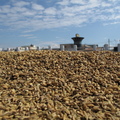 2013,11,13 11:19 102年旺農好米第二期曬稻穀第五天，天氣更好。