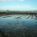 2012,02,13 16:53 FX50 天與田，好天氣，除了沙鹿小山坡，連遠方深山都看到了。