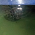 斯里蘭卡阿洪迦勒海龜撫育中心