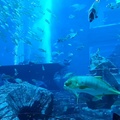 杜拜雅特蘭提斯酒店與海洋生物樂園