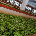 斯里蘭卡肯迪紅茶制造