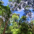 斯里蘭卡肯迪植物園