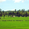 斯里蘭卡雅拉前往迦勒