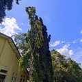 斯里蘭卡肯迪植物園