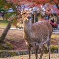 京都大阪