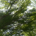 山上的樹     2012.05.27