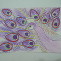  紫孔雀 - 1