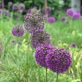 Allium giganteum